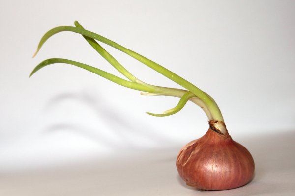 Onion сайт кракен